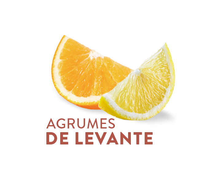 Agrumes de Levante