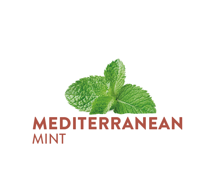 Mediterranean Mint