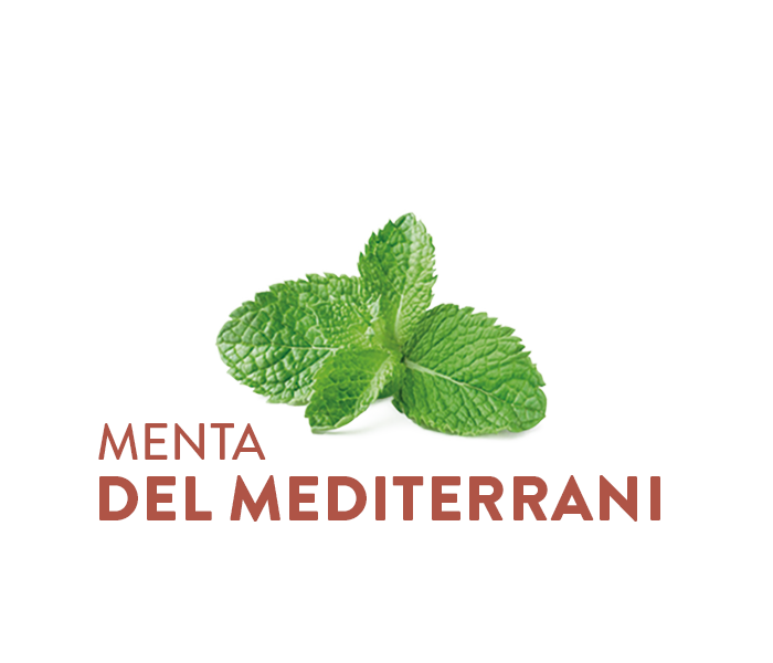 Menta Mediterrània
